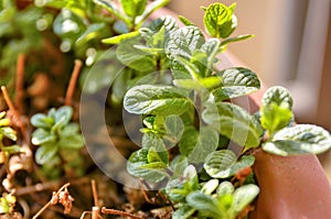 Small potted mint plants. The winter sun has a yellowish light that illuminates the scene