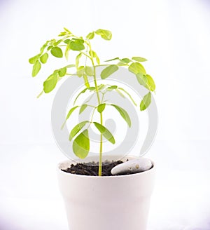 Small potted moringa plant Moringa oleifera Lam. isolated on w