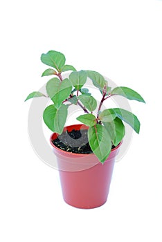 Small potted plant isolated on white