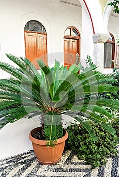 Small potted sago palm Cycas revoluta in courtyard of Monastery Panormitis on the island Symi, Greece