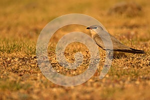 Small pratincole bird.