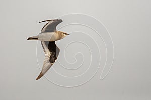 Small Pratincole, Glareola lactea