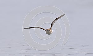 small pratincole, little pratincole,