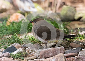 Small pratincole, little pratincole, small Indian pratincole