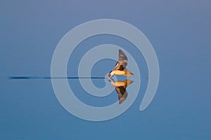 Small pratincole, little pratincole, or small Indian pratincole (Glareola lactea)