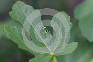 A small praying mantis confidently crawls on a green leaf