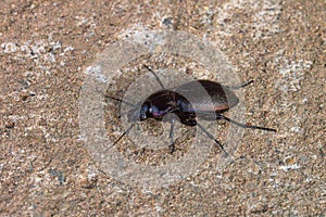 Small predacious ground beetle on gravel road.