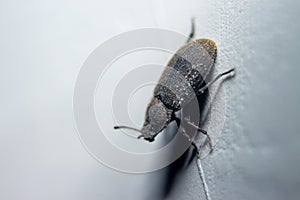 Small predacious ground beetle / strange horned beetle on isolated on back background. Animals wildlife