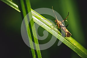 Small predacious ground beetle / strange horned beetle on isolated on back background. Animals wildlife