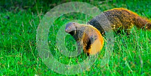 Small predator, mammal, Stripe-necked Mongoose, Urva vitticolla prowling