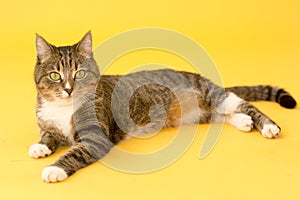 Small pretty greeneyed tabby cat on yellow