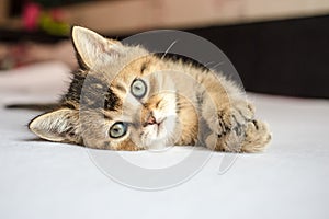 Small pretty kitten British golden chinchilla ticked lying on hi