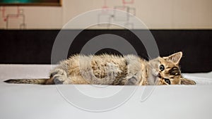 Small pretty kitten British golden chinchilla ticked lying on hi