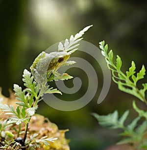 Small pristimantis frog,