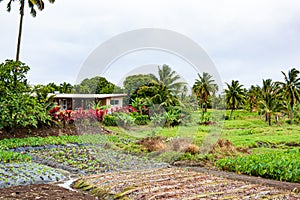Small private house with garden for fresh vegetables and plantation of fruits in Rarotonga, Cook Islands, Island in South Pacific