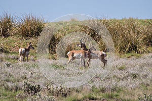 Small Pronghorn Antelope Herd