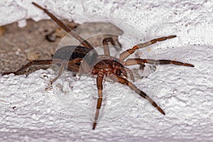 Small Prowling Spider