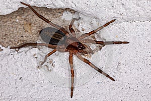 Small Prowling Spider