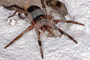 Small Prowling Spider