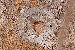 Small Pseudoscorpion Arachnid Chelicerate