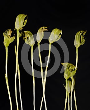 Small Pterostylis Orchid