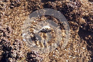 A small Puffer Fish, all puffed up