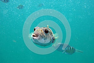 Small puffer fish eating some fish food