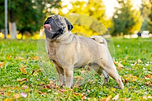 Small pug dog in autumn park on the grass among fallen leaves
