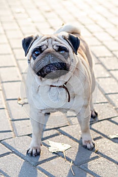 A small pug dog stands in the park on the alley and looks up