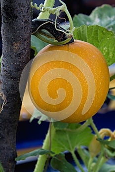 Small pumpkin growing in the garden. Healthy organic food