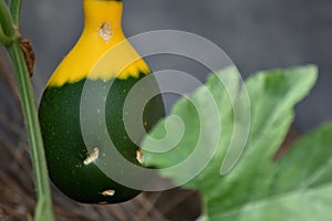 Small pumpkin on its plant with `face` of sadness