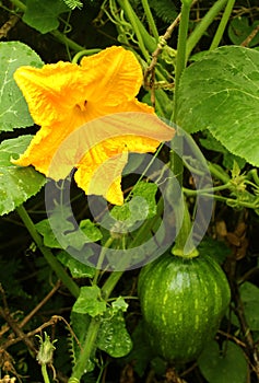 A small pumpkin in the plant with flower, vein, leaves and bud in farm field