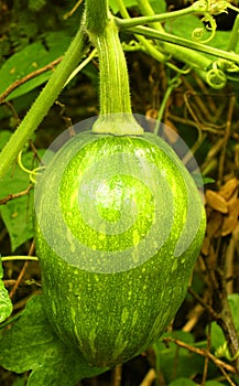 A small pumpkin in the plant with vein and leaves in farm field