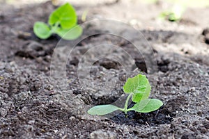 Small  pumpkin  sprout planted and watered in the garden in the soil, vegetable sprout in dirt background