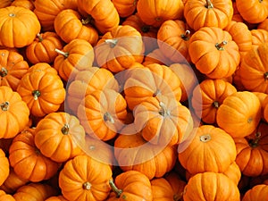 Small pumpkins