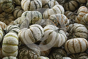 Small Pumpkins