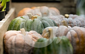 Pumpkin on display 1