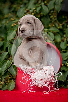 Small puppies weimaraner dog om the box present on tha grass