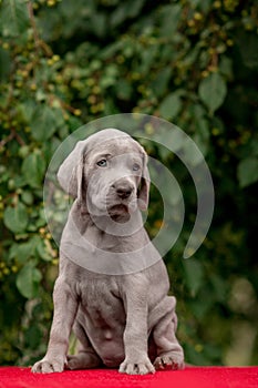 Small puppies weimaraner on tha grass outdoor