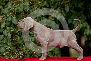 Small puppies weimaraner on tha grass outdoor show dog