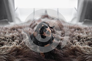 Puppy Dachshund on the window background and bearskins