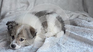 Small puppy dog resting on a light blanket.