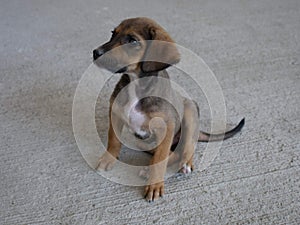 Small puppy dog sitting floor