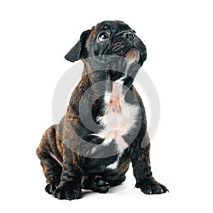 A small puppy of a French bulldog of a tiger suit looks sadly at the top on a white isolated background