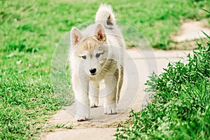 a small puppy of a hunting West Siberian husky is walking along the path. cute pet dog.