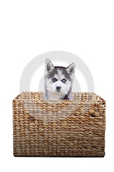 Small puppy husky with basket on studio