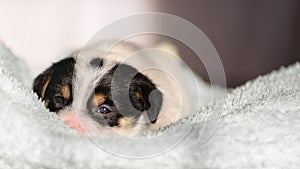 A small puppy, Jack Russell Terrier, opened his eyes for the first time and sees the world on the eyes. The dog is lying on a soft