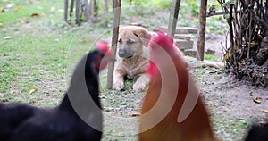 A small puppy lies on the grass and looks at the rooster and chickens.