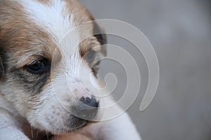 Small puppy looking front of camera