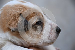 Small puppy looking front of camera